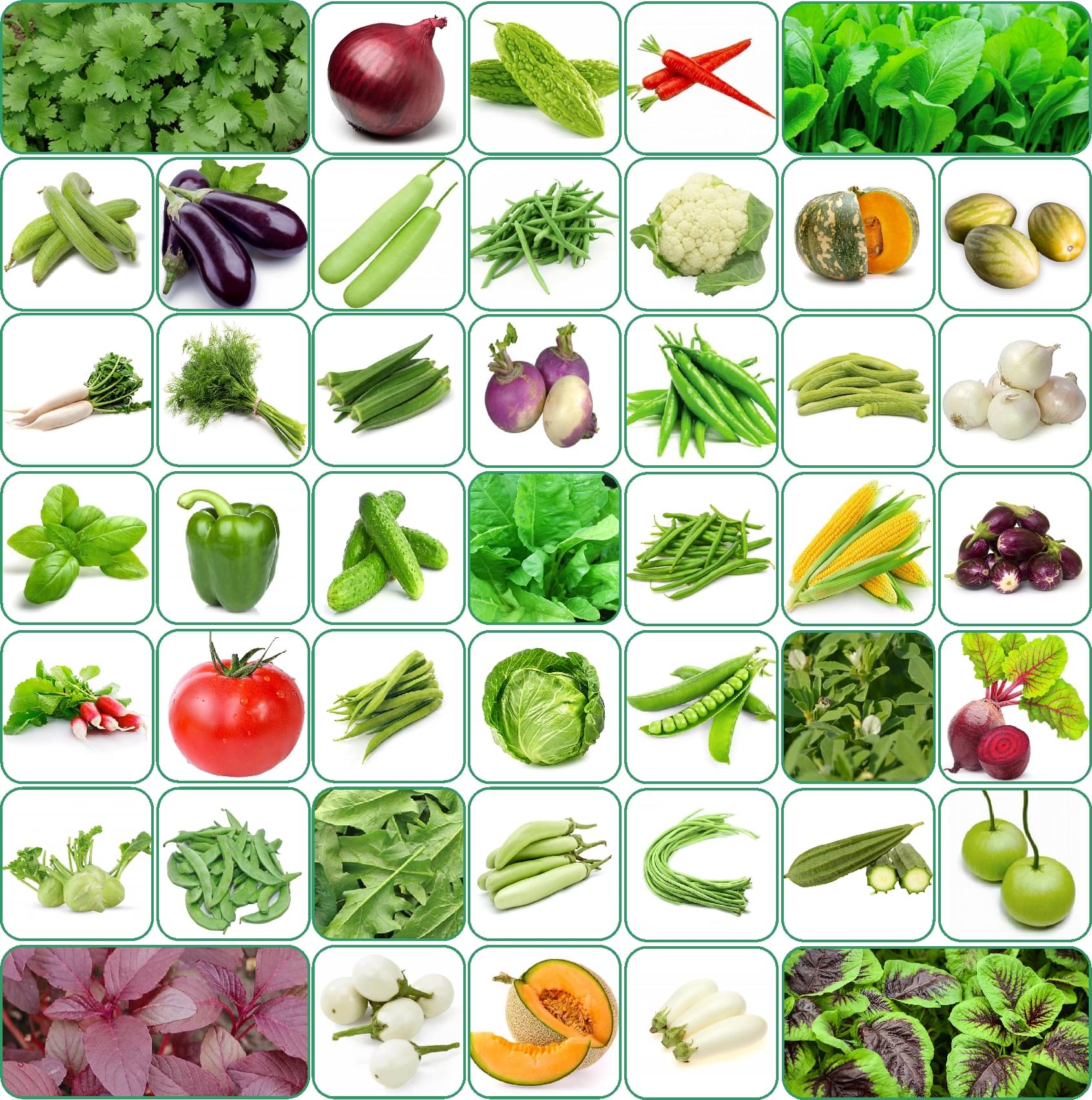 Aero Seeds 45 variety vegetable seeds combo pack with instruction manual.     			Aero Seeds 45 variety vegetable seeds combo pack with instruction manual.