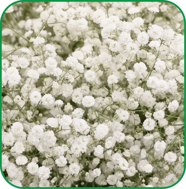 Aero Seeds Gypsophila Pack of 200 Seeds