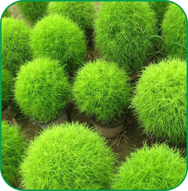     			Aero Seeds Kochia Grass ( 100 Seeds )