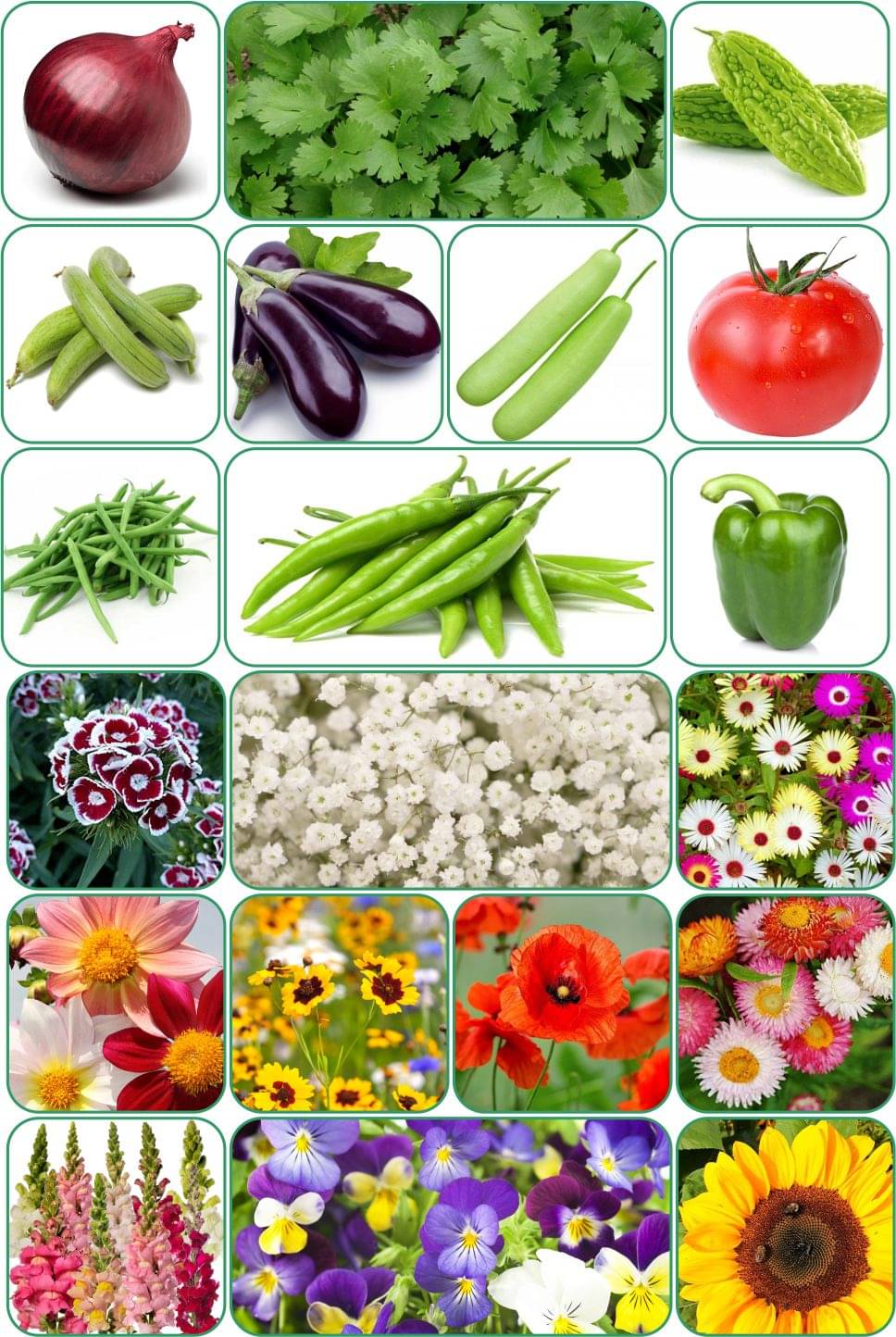 Aero Seeds Combo Pack Of 10 Varieties Flower Seeds 10 Varieties Vegetable Seeds Aero Seeds Combo Pack Of 10 Varieties Flower Seeds 10 Varieties Vegetable Seeds
