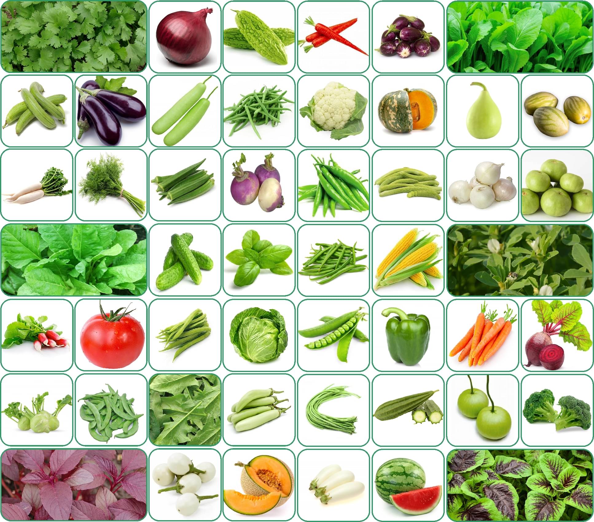     			Aero Seeds 50 variety vegetable seeds combo pack with instruction manual.