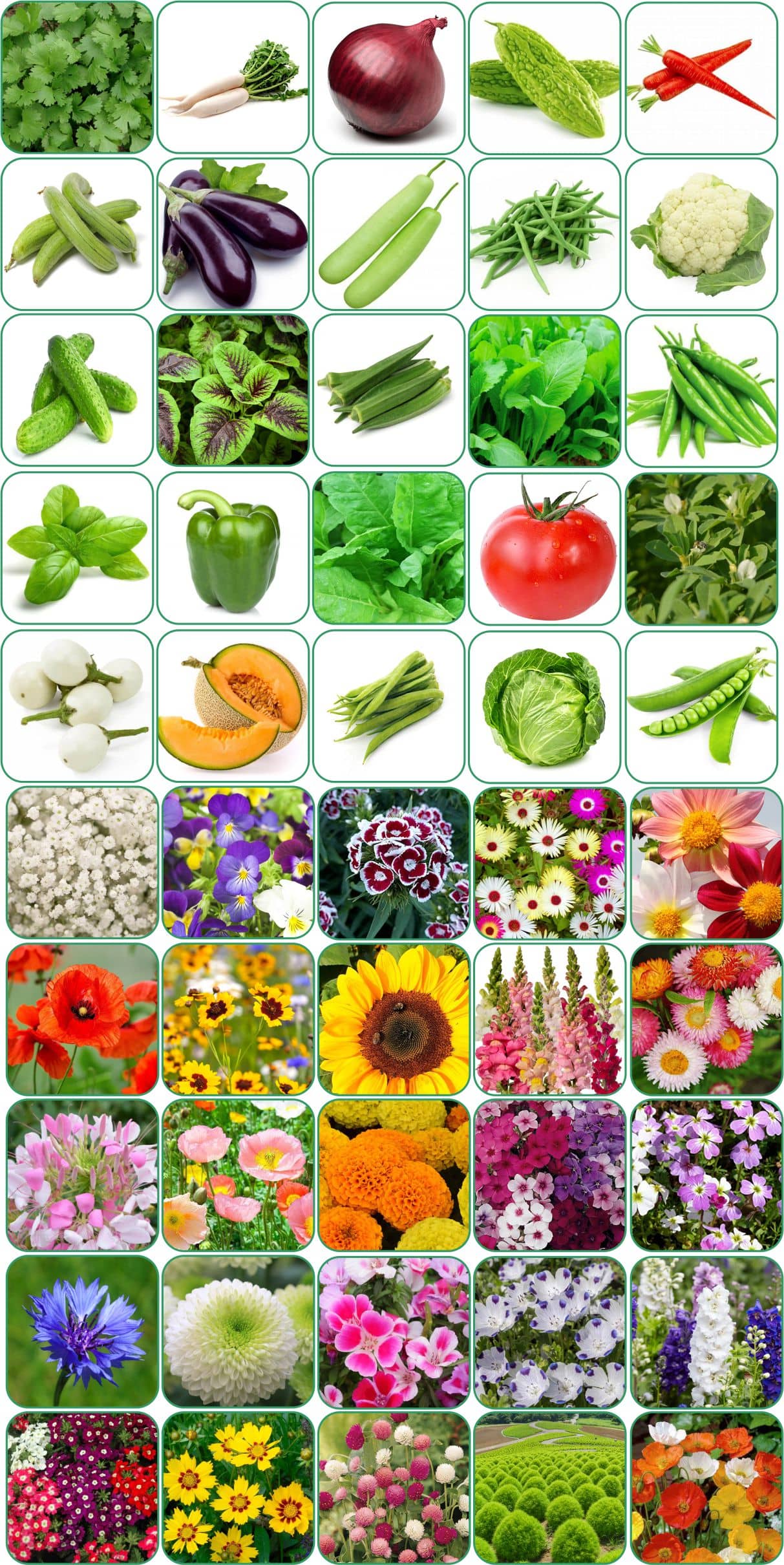 Aero Seeds Combo Pack Of 25 Varieties Flower Seeds 25 Varieties Vegetable Seeds