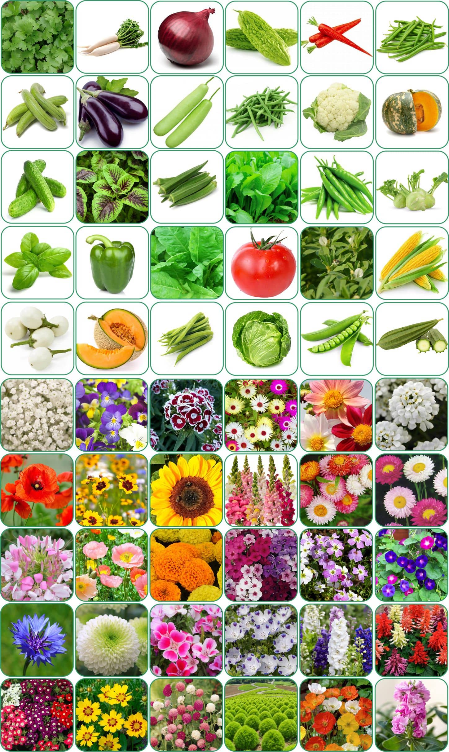 Aero Seeds Combo Pack Of 30 Varieties Flower Seeds 30 Varieties Vegetable Seeds