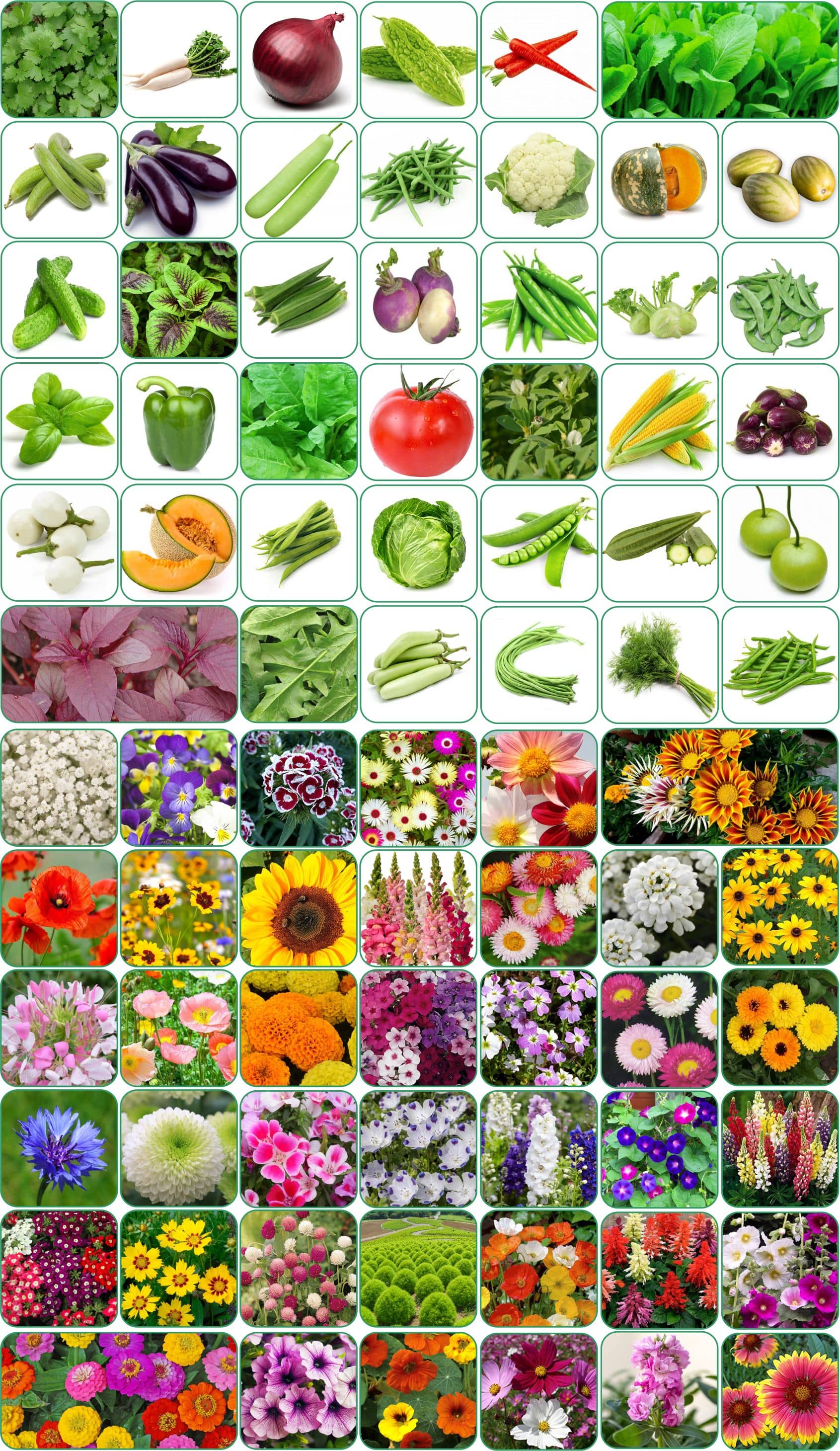 Aero Seeds Combo Pack Of 40 Varieties Flower Seeds 40 Varieties Vegetable Seeds