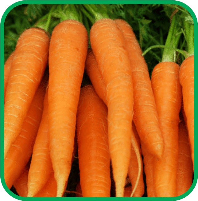     			Aero Seeds English Carrot Pack of 100 Seeds