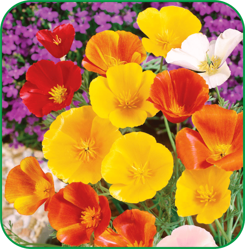 Aero Seeds Poppy California Pack of 100 Seeds