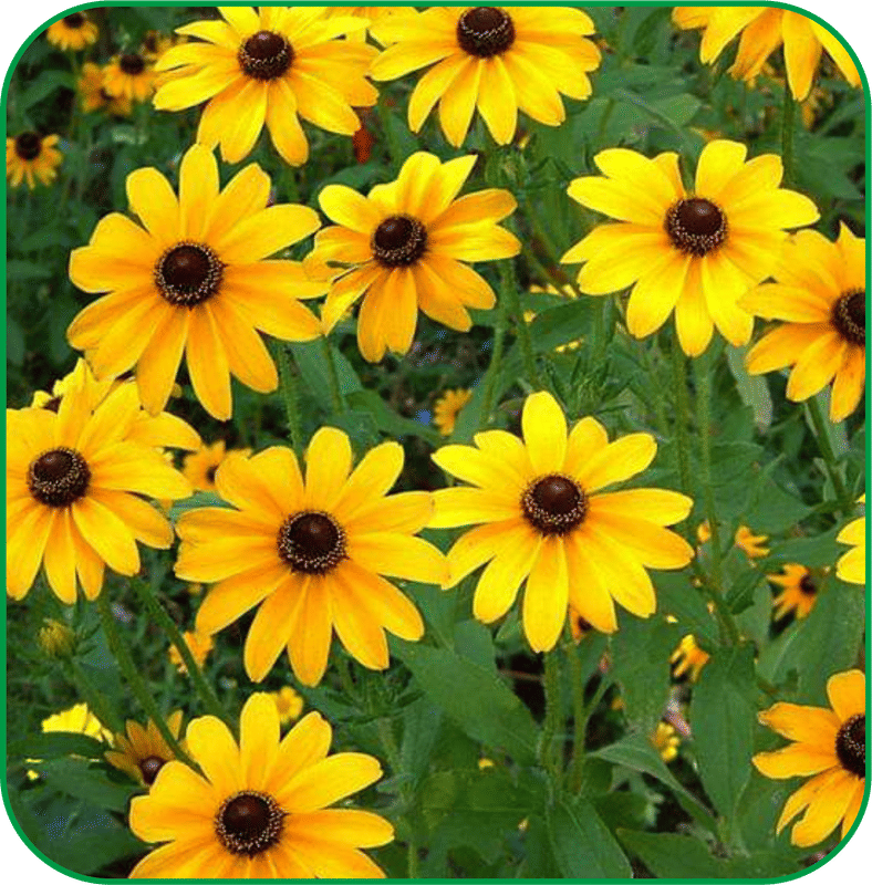 Aero Seeds Sunflower Miniature Pack of 50 Seeds