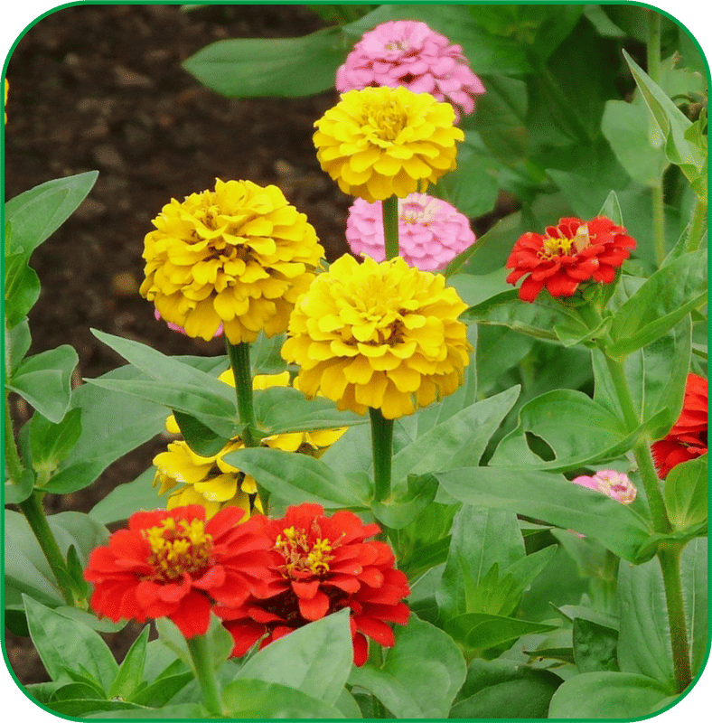     			Aero Seeds Zinnia Flower ( 30 Seeds )
