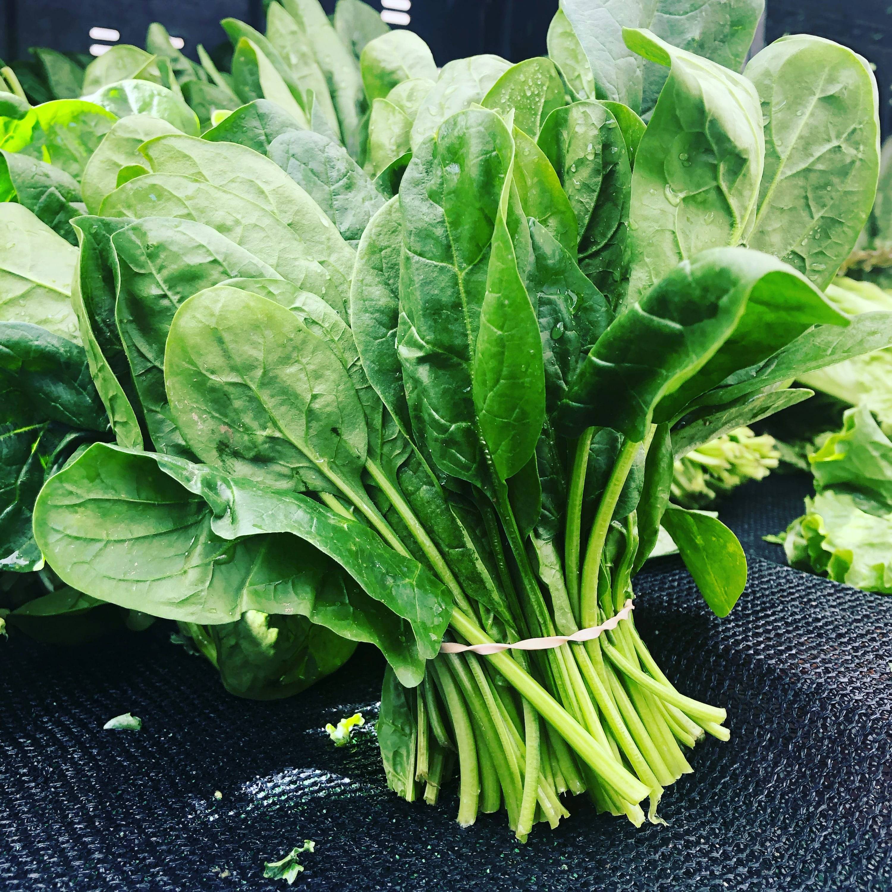 Jignisha Seeds Hybrid Palak Vegetable ( 200 Seeds ) Jignisha Seeds Hybrid Palak Vegetable ( 200 Seeds )