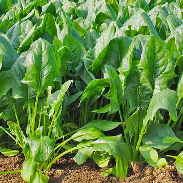 Jignisha Seeds Organic Palak Vegetable ( 200 Seeds )