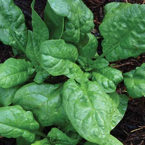 Jignisha Seeds Organic Palak Vegetable ( 200 Seeds ) Jignisha Seeds Organic Palak Vegetable ( 200 Seeds )