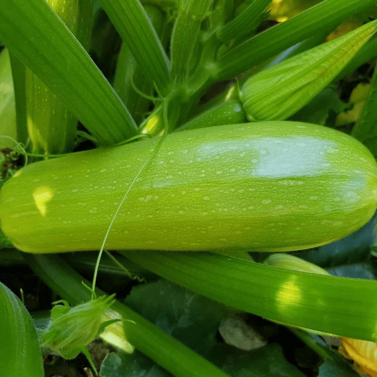PARTHVA SEEDS Hybrid Green Zucchini Vegetable ( 15 Seeds ) PARTHVA SEEDS Hybrid Green Zucchini Vegetable ( 15 Seeds )