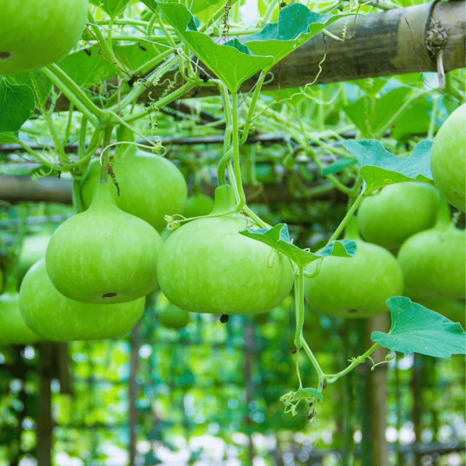 PARTHVA SEEDS Round Bottle Gourd Vegetable ( 20 Seeds ) PARTHVA SEEDS Round Bottle Gourd Vegetable ( 20 Seeds )