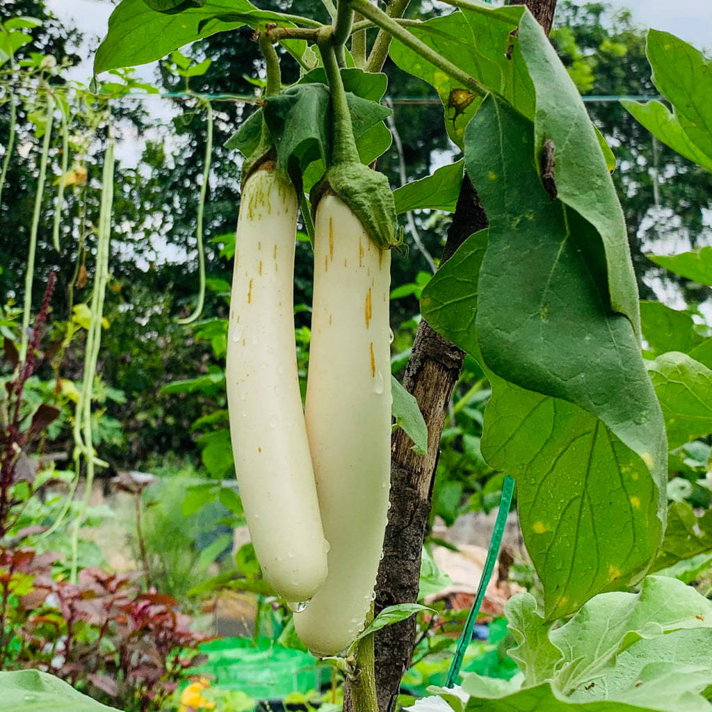 Jignisha Seeds Hybrid Aubergine Vegetable ( 50 Seeds ) Jignisha Seeds Hybrid Aubergine Vegetable ( 50 Seeds )