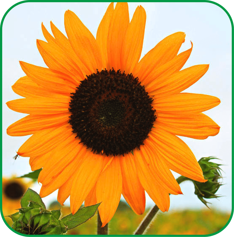 Aero Seeds Sunflower tall Pack of 50 Seeds
