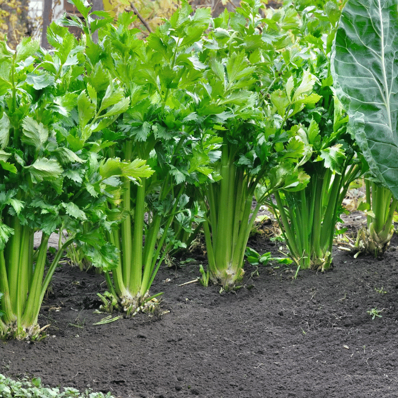 Jignisha Seeds Celery Tall Utah Vegetable ( 100 Seeds ) Jignisha Seeds Celery Tall Utah Vegetable ( 100 Seeds )