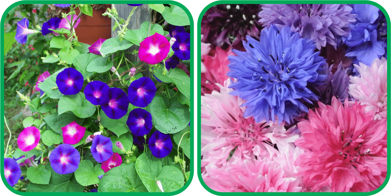 Aero Seeds Cornflower Mix Color (50 Seeds) And Morning Glory Mix Color (50 Seeds) Flower Seeds Pack Aero Seeds Cornflower Mix Color (50 Seeds) And Morning Glory Mix Color (50 Seeds) Flower Seeds Pack
