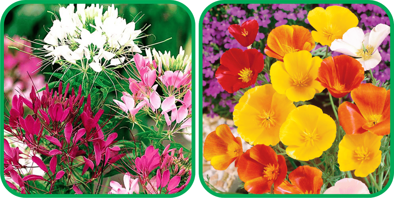     			Aero Seeds Poppy California Mix Color (50 Seeds) And Cleome Spinosa Mix Color (50 Seeds) Flower Seeds Pack