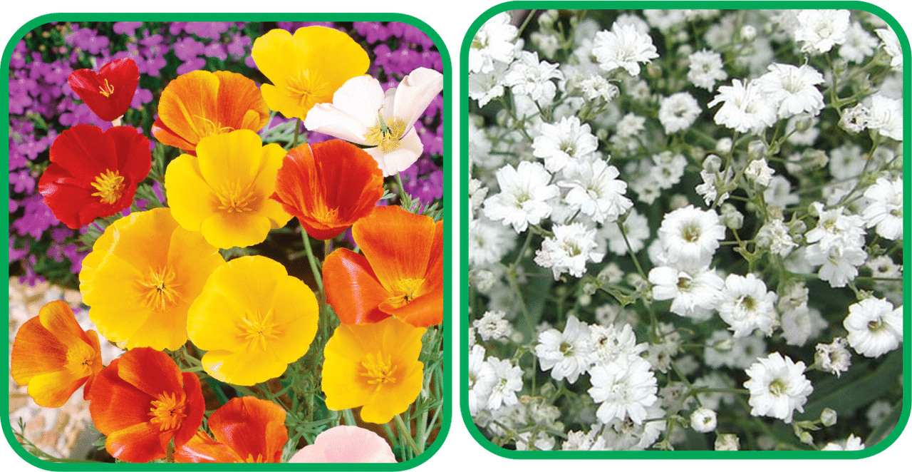 Aero Seeds Gypsophila elegans White (50 Seeds) And Poppy California Mix Color (50 Seeds) Flower Seeds Pack Aero Seeds Gypsophila elegans White (50 Seeds) And Poppy California Mix Color (50 Seeds) Flower Seeds Pack