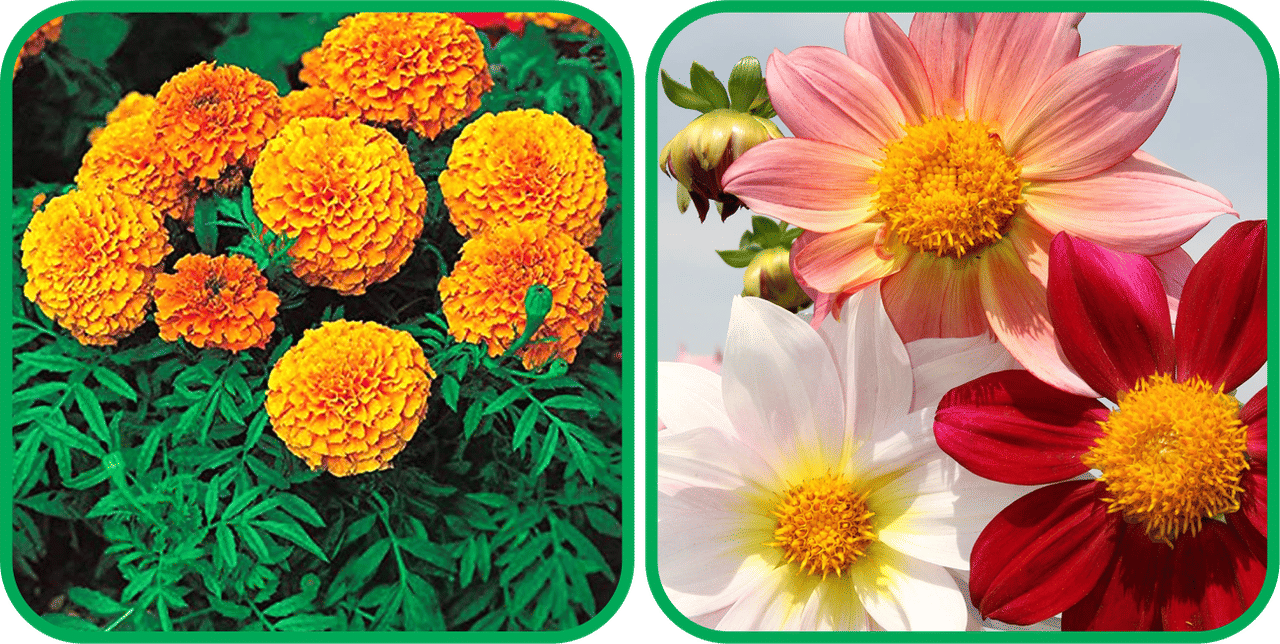 Aero Seeds Dahlia Top Star Mix Color (50 Seeds) And African Marigold Mix Color (50 Seeds) Flower Seeds Pack Aero Seeds Dahlia Top Star Mix Color (50 Seeds) And African Marigold Mix Color (50 Seeds) Flower Seeds Pack