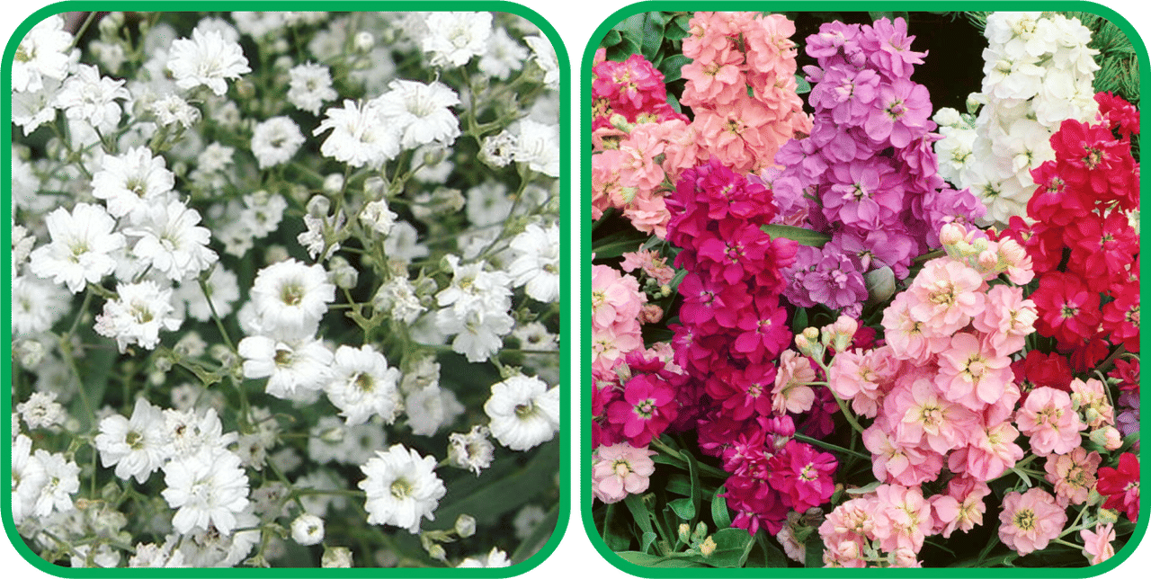     			Aero Seeds Stock Mix Color (50 Seeds) And Gypsophila elegans White (50 Seeds) Flower Seeds Pack
