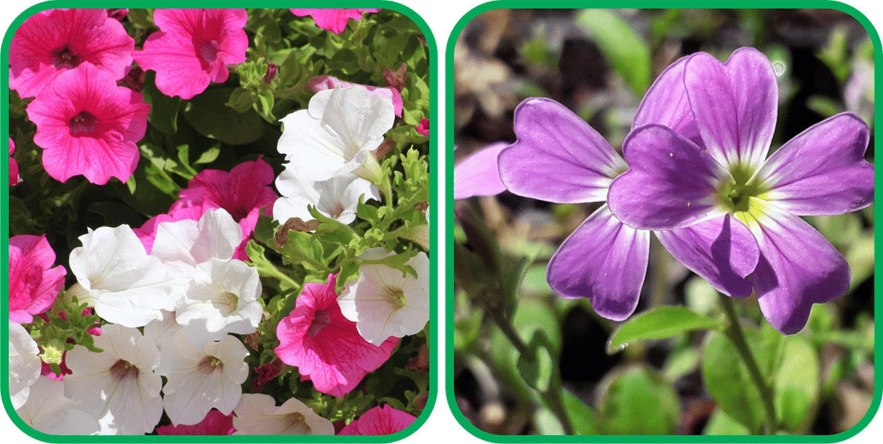 Aero Seeds Cheiranthus Maritimus Mix Color (50 Seeds) And Petunia Mix Color (50 Seeds) Flower Seeds Pack Aero Seeds Cheiranthus Maritimus Mix Color (50 Seeds) And Petunia Mix Color (50 Seeds) Flower Seeds Pack