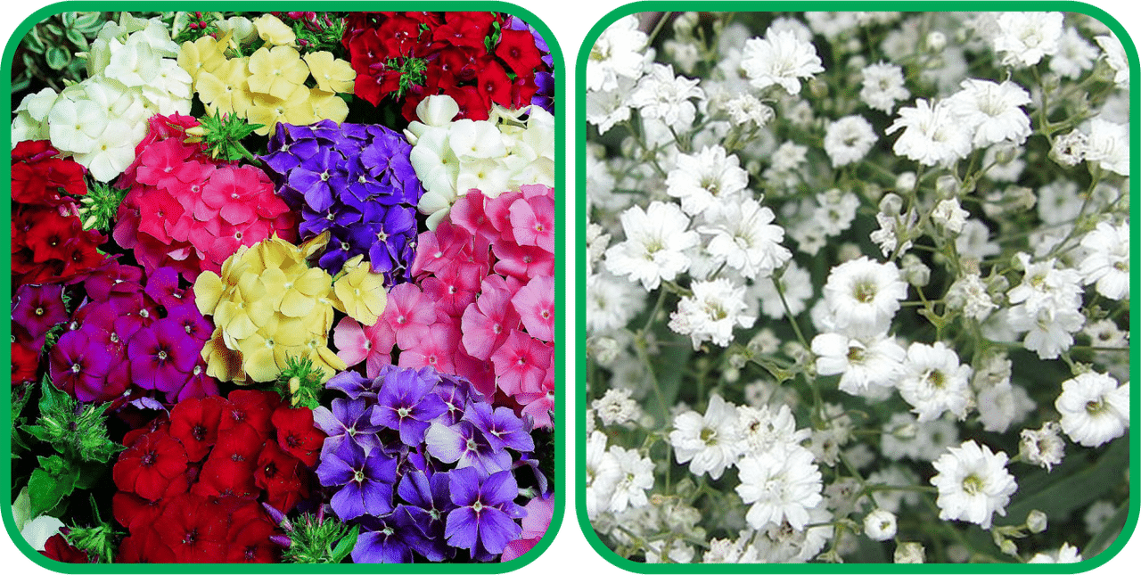     			Aero Seeds Gypsophila elegans White (50 Seeds) And Philox Mix Color (50 Seeds) Flower Seeds Pack