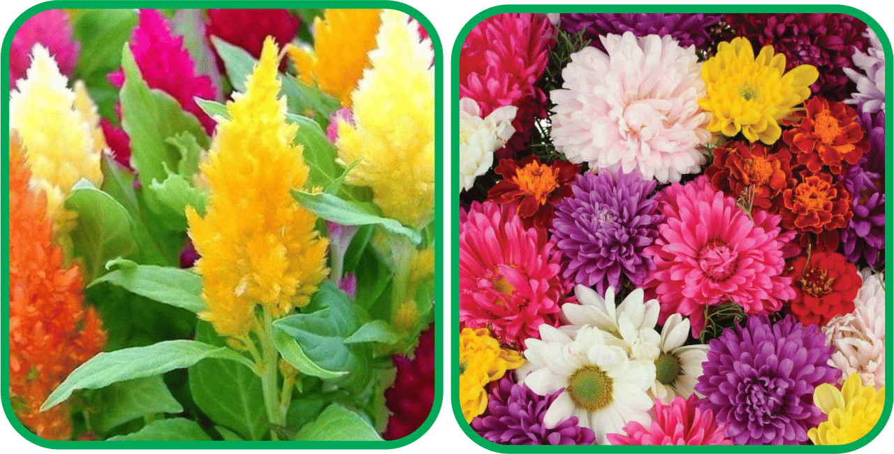     			Aero Seeds Chrysanthemum Mix Color (50 Seeds) And Closia Pulmosa Mix Color (50 Seeds) Flower Seeds Pack