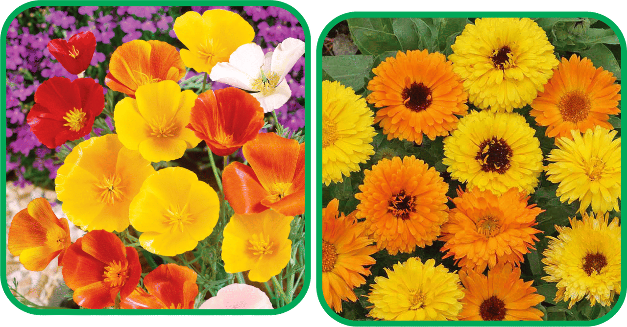 Aero Seeds Calendula Mix Color (50 Seeds) And Poppy California Mix Color (50 Seeds) Flower Seeds Pack Aero Seeds Calendula Mix Color (50 Seeds) And Poppy California Mix Color (50 Seeds) Flower Seeds Pack