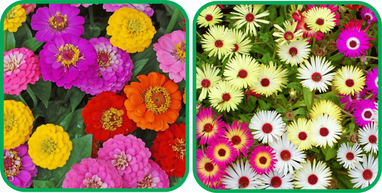 Aero Seeds Ice Flower Mix Color (50 Seeds) (50 Seeds)And Zinnia Mix Color (50 Seeds)Flower Seeds Pack Aero Seeds Ice Flower Mix Color (50 Seeds) (50 Seeds)And Zinnia Mix Color (50 Seeds)Flower Seeds Pack