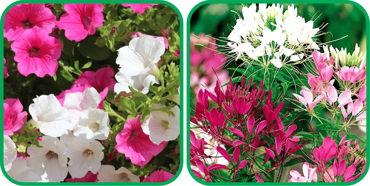 Aero Seeds Cleome Spinosa Mix Color (50 Seeds) And Petunia Mix Color (50 Seeds) Flower Seeds Pack Aero Seeds Cleome Spinosa Mix Color (50 Seeds) And Petunia Mix Color (50 Seeds) Flower Seeds Pack