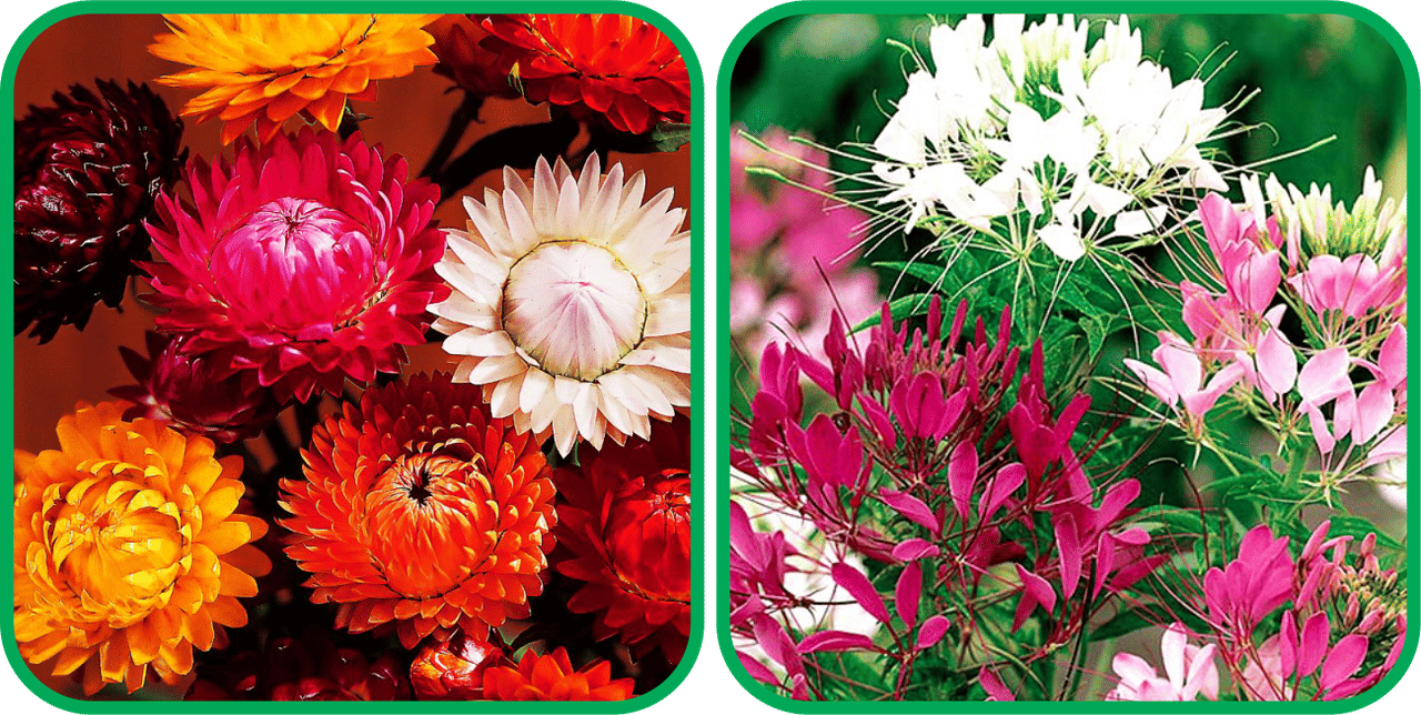     			Aero Seeds Cleome Spinosa Mix Color (50 Seeds) And Helichrysum Mix Color (50 Seeds) Flower Seeds Pack