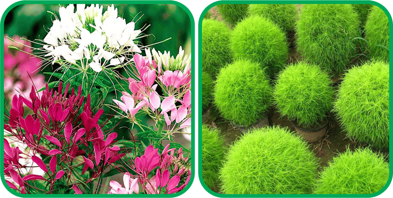     			Aero Seeds Kochia (50 Seeds) And Cleome Spinosa Mix Color (50 Seeds) Flower Seeds Pack