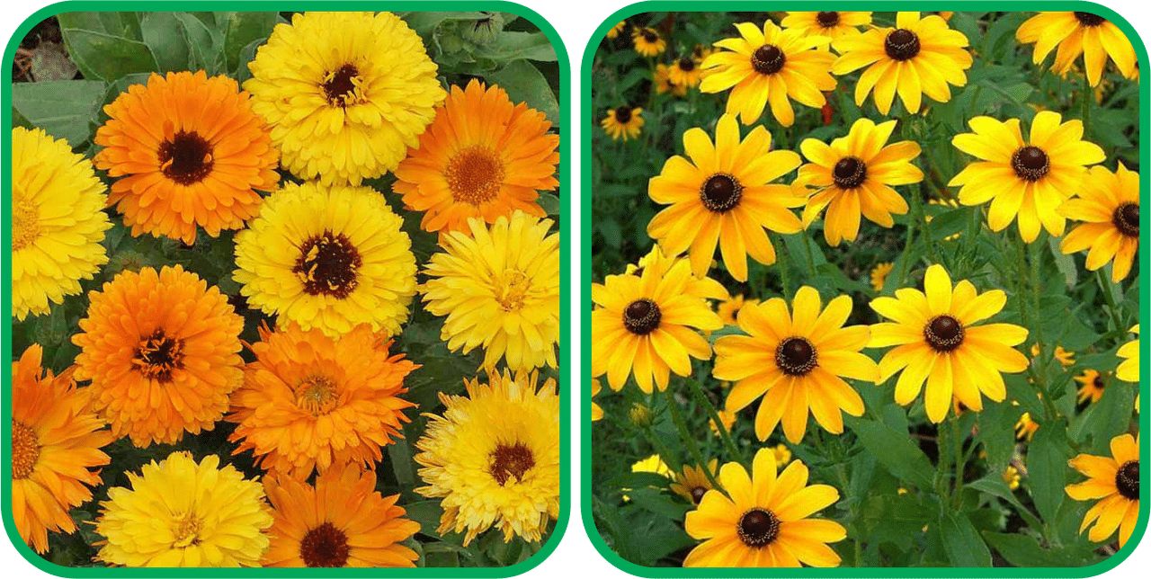 Aero Seeds Sunflower Miniature (50 Seeds) And Calendula Mix Color (50 Seeds) Flower Seeds Pack Aero Seeds Sunflower Miniature (50 Seeds) And Calendula Mix Color (50 Seeds) Flower Seeds Pack