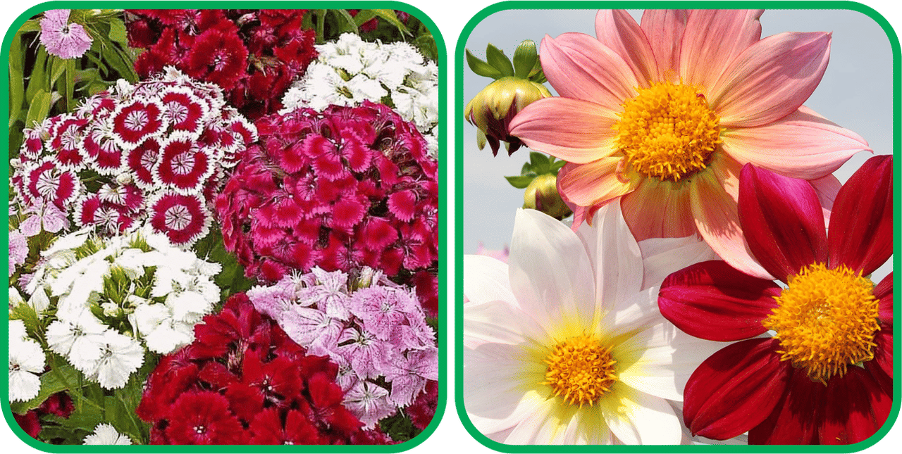 Aero Seeds Dahlia Top Star Mix Color (50 Seeds) And Sweet William Mix Color (50 Seeds) Flower Seeds Pack Aero Seeds Dahlia Top Star Mix Color (50 Seeds) And Sweet William Mix Color (50 Seeds) Flower Seeds Pack
