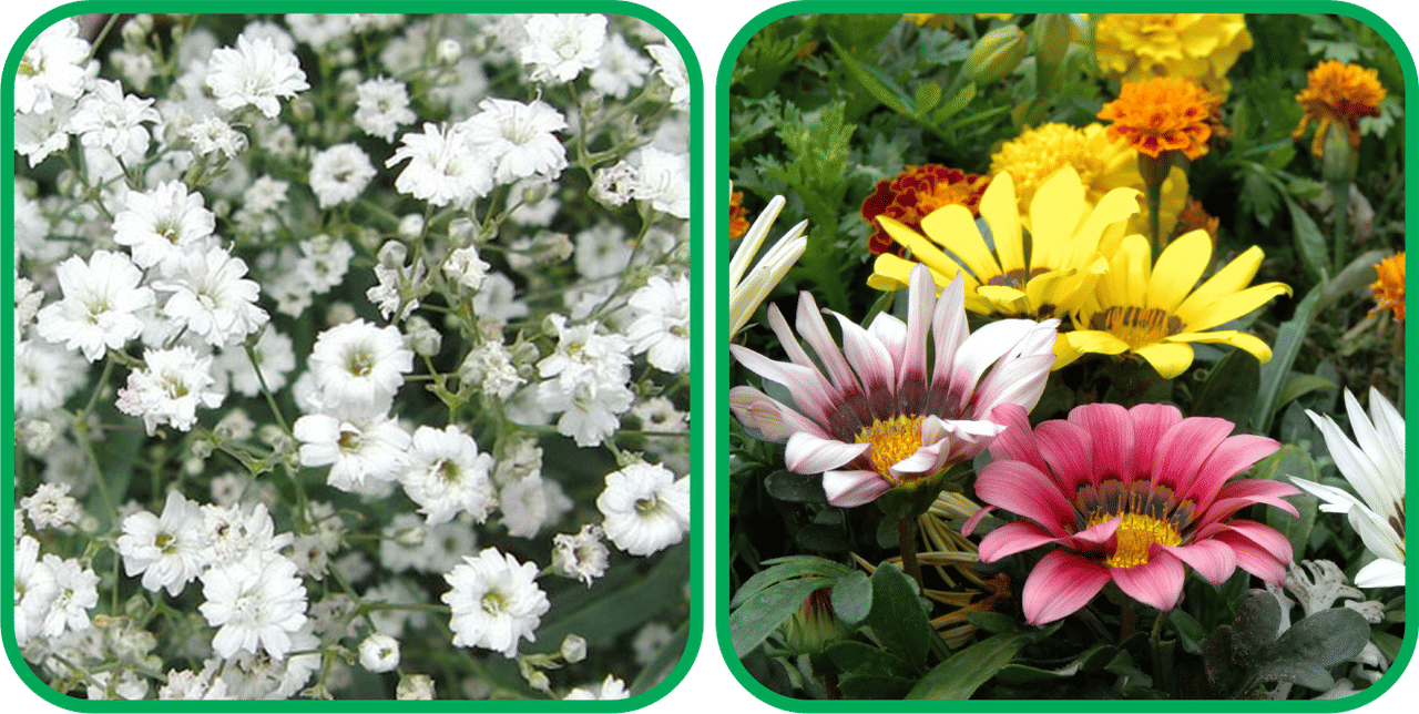 Aero Seeds Gazania Mix Color (50 Seeds) And Gypsophila elegans White (50 Seeds) Flower Seeds Pack     			Aero Seeds Gazania Mix Color (50 Seeds) And Gypsophila elegans White (50 Seeds) Flower Seeds Pack