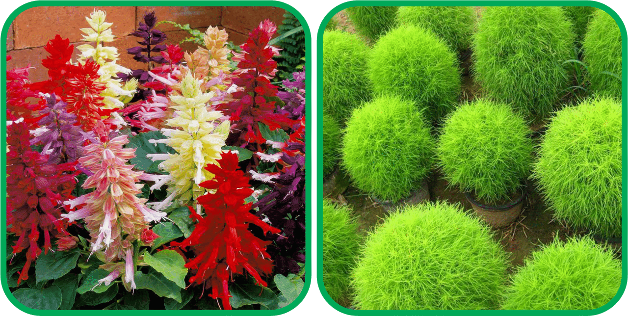 Aero Seeds Kochia (50 Seeds) And Salvia Mix Color (50 Seeds) Flower Seeds Pack Aero Seeds Kochia (50 Seeds) And Salvia Mix Color (50 Seeds) Flower Seeds Pack