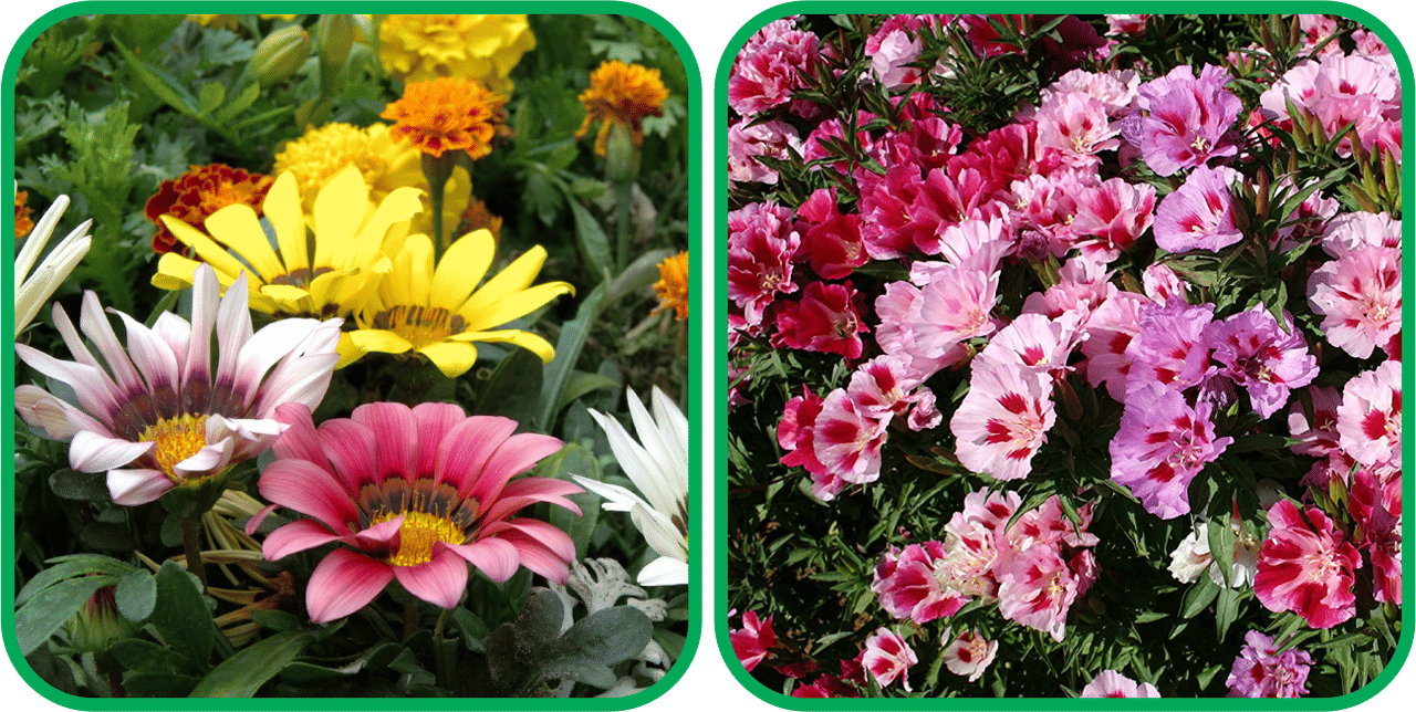 Aero Seeds Clarkia Mix Color (50 Seeds) And Gazania Mix Color (50 Seeds) Flower Seeds Pack