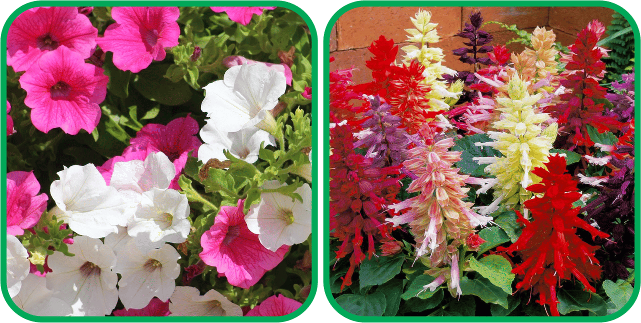 Aero Seeds Salvia Mix Color (50 Seeds) And Petunia Mix Color (50 Seeds) Flower Seeds Pack Aero Seeds Salvia Mix Color (50 Seeds) And Petunia Mix Color (50 Seeds) Flower Seeds Pack