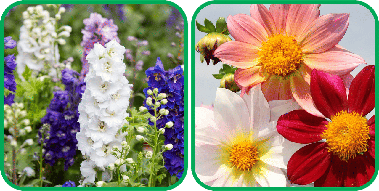     			Aero Seeds Zinnia Mix Color (50 Seeds)And Delphinium Mix Color (50 Seeds) Flower Seeds Pack