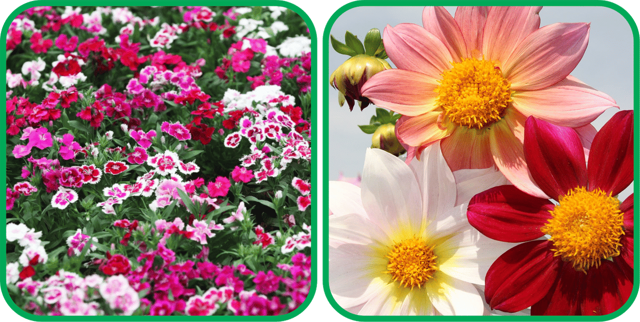 Aero Seeds Dahlia Top Star Mix Color (50 Seeds) And Dianthus Mix Color (50 Seeds) Flower Seeds Pack Aero Seeds Dahlia Top Star Mix Color (50 Seeds) And Dianthus Mix Color (50 Seeds) Flower Seeds Pack