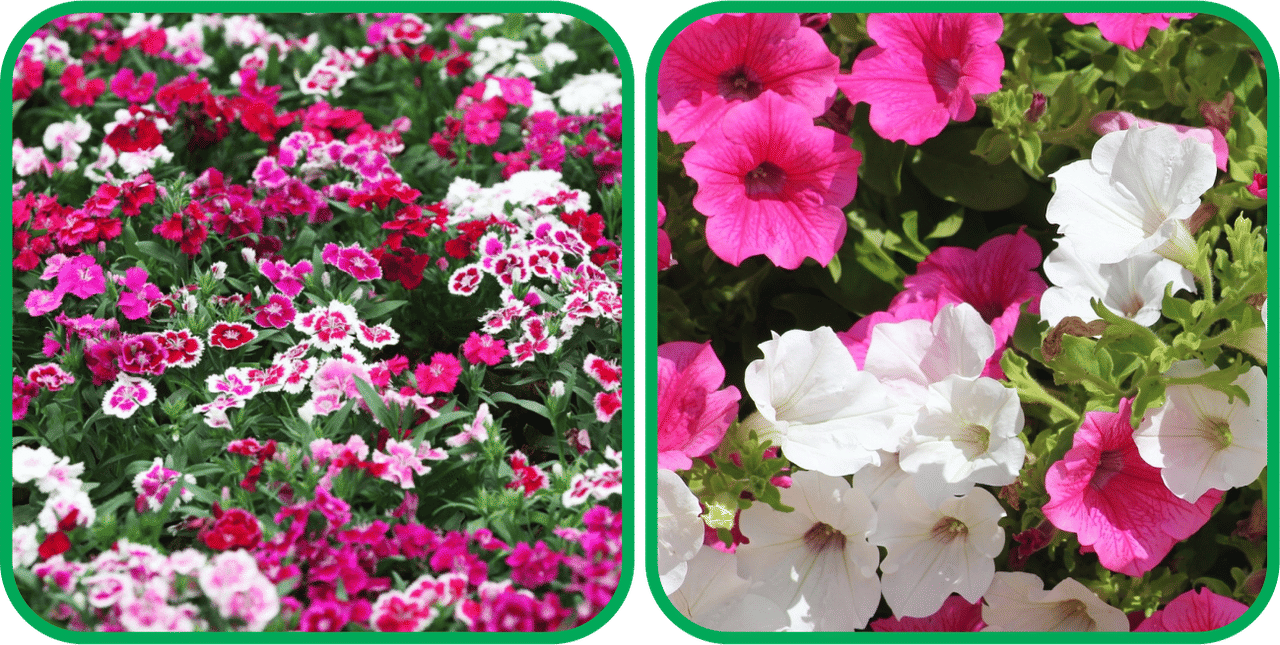 Aero Seeds Petunia Mix Color (50 Seeds) And Dianthus Mix Color (50 Seeds) Flower Seeds Pack Aero Seeds Petunia Mix Color (50 Seeds) And Dianthus Mix Color (50 Seeds) Flower Seeds Pack