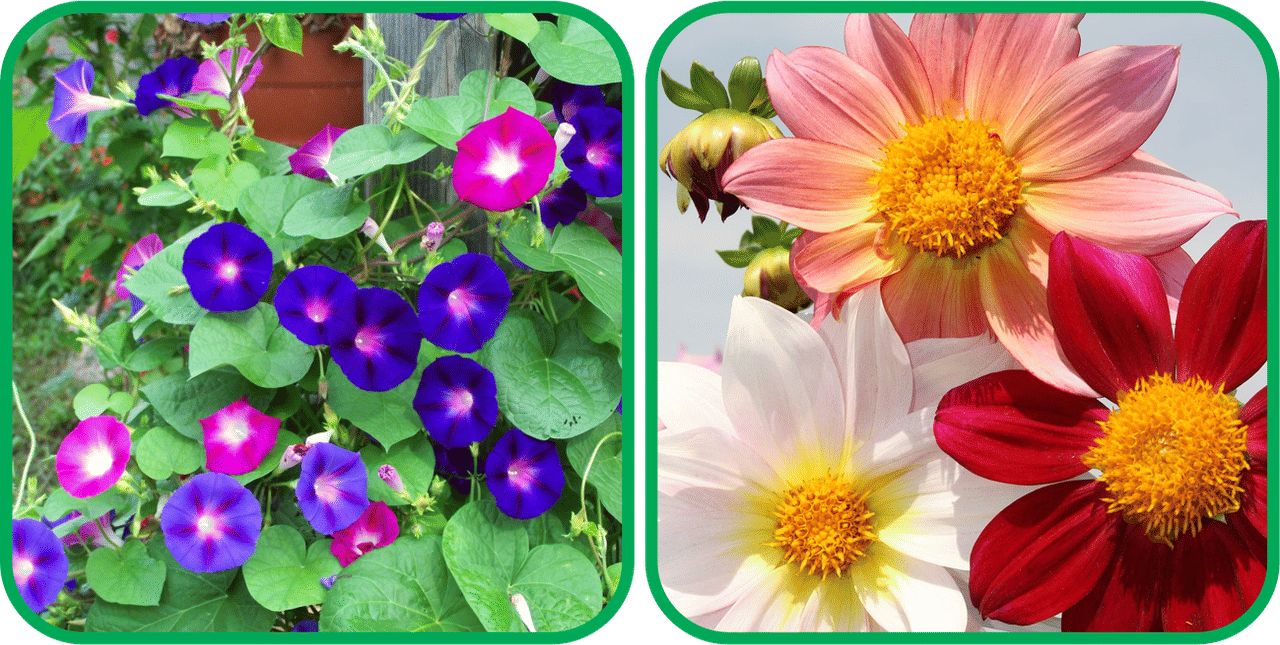     			Aero Seeds Dahlia Top Star Mix Color (50 Seeds) And Morning Glory Mix Color (50 Seeds) Flower Seeds Pack