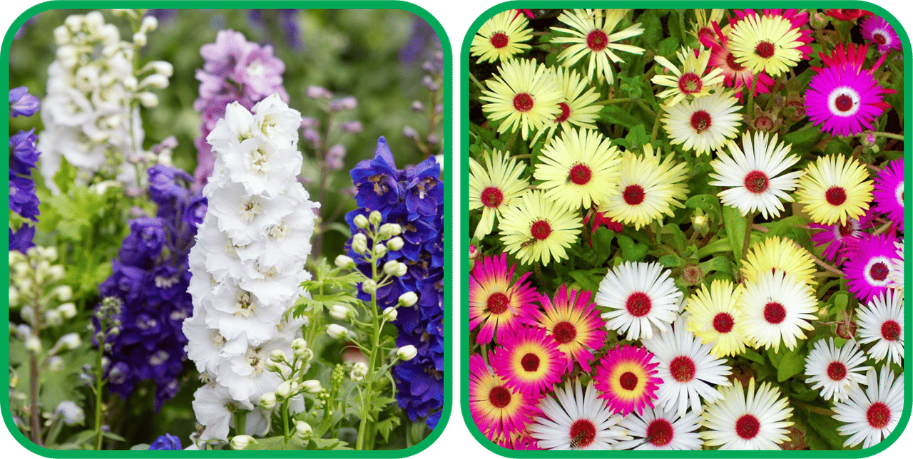 Aero Seeds Cosmos Mix Color (50 Seeds) And Delphinium Mix Color (50 Seeds) Flower Seeds Pack     			Aero Seeds Cosmos Mix Color (50 Seeds) And Delphinium Mix Color (50 Seeds) Flower Seeds Pack