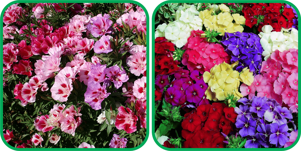 Aero Seeds Stock Mix Color (50 Seeds) And Clarkia Mix Color (50 Seeds) Flower Seeds Pack     			Aero Seeds Stock Mix Color (50 Seeds) And Clarkia Mix Color (50 Seeds) Flower Seeds Pack