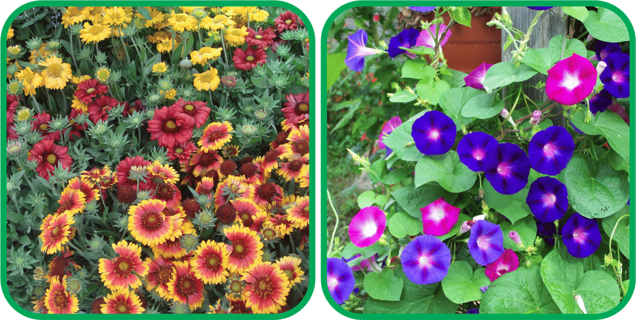 Aero Seeds Morning Glory Mix Color (50 Seeds) And Gaillardia Aristata Mix Color (50 Seeds) Flower Seeds Pack Aero Seeds Morning Glory Mix Color (50 Seeds) And Gaillardia Aristata Mix Color (50 Seeds) Flower Seeds Pack