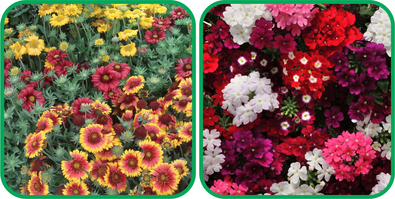 Aero Seeds Verbena Mix Color (50 Seeds) And Gaillardia Aristata Mix Color (50 Seeds) Flower Seeds Pack