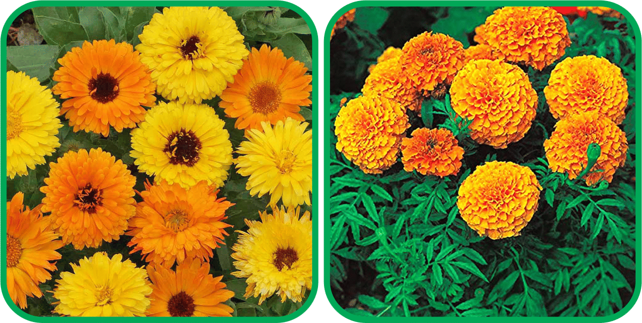 Aero Seeds African Marigold Mix Color (50 Seeds) And Calendula Mix Color (50 Seeds) Flower Seeds Pack Aero Seeds African Marigold Mix Color (50 Seeds) And Calendula Mix Color (50 Seeds) Flower Seeds Pack