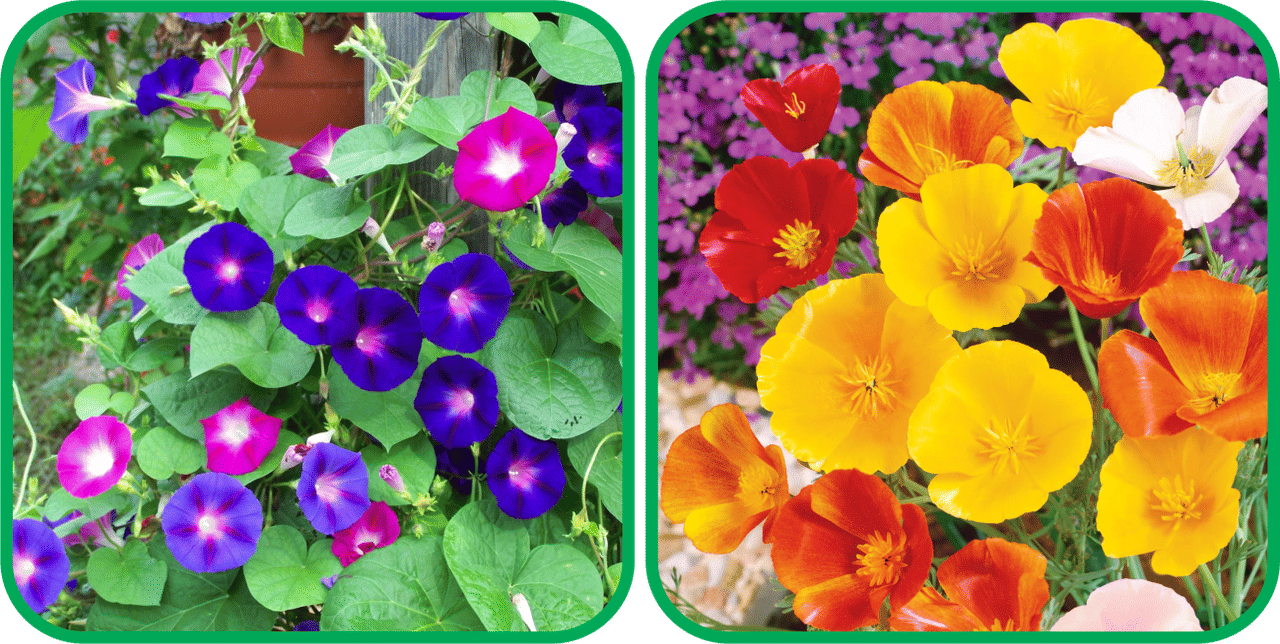 Aero Seeds Poppy California Mix Color (50 Seeds) And Morning Glory Mix Color (50 Seeds) Flower Seeds Pack Aero Seeds Poppy California Mix Color (50 Seeds) And Morning Glory Mix Color (50 Seeds) Flower Seeds Pack