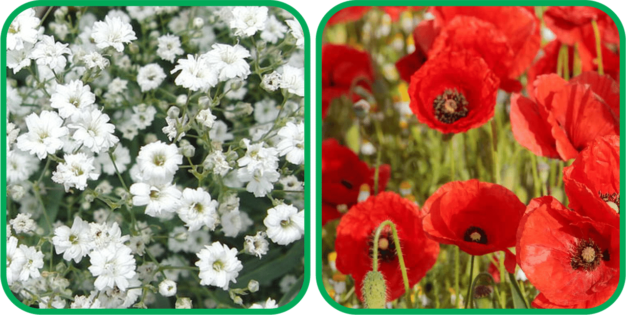     			Aero Seeds Poppy Red (50 Seeds) And Gypsophila elegans White (50 Seeds) Flower Seeds Pack